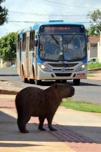 onibus